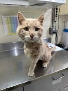 Tango -  Domestic Short Hair Cat Available for Adoption in Manitowoc, Wisconsin - Tango | PetCurious