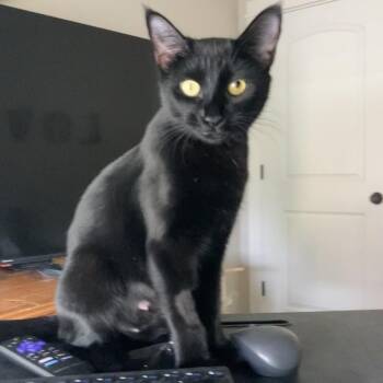 Petrie -  Domestic Short Hair Cat for Adoption in Springfield, Oregon - Petrie | PetCurious