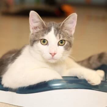 Domestic Short Hair Cats Available for Adoption in Evansville, Indiana - Sox | PetCurious