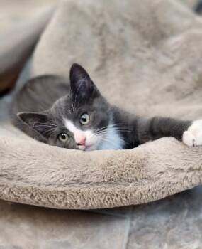 Kitten 27754 (Forest) -  Domestic Short Hair Cat for Adoption in Parlier, California - Kitten 27754 (Forest) | PetCurious
