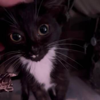 American Shorthair Cats Available for Adoption - Dottie | PetCurious