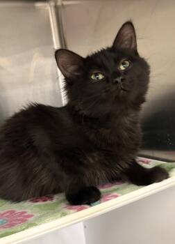 Domestic Medium Hair Cats Available for Adoption in Walled Lake, Michigan - Tayla (must Be Adopted With Trevora) | PetCurious