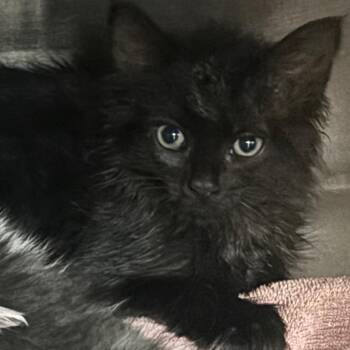 Scorpion -  Domestic Medium Hair Cat for Adoption in Newark, New Jersey - Scorpion | PetCurious