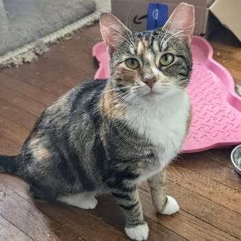 Cali Cat -  Domestic Short Hair Cat for Adoption in Philadelphia, Pennsylvania - Cali Cat | PetCurious
