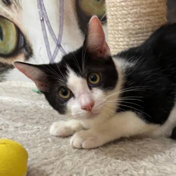 Coffee Cake -  Domestic Short Hair Cat for Adoption in Los Angeles, California - Coffee Cake | PetCurious
