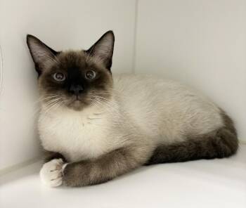 Rob -  Domestic Short Hair and Siamese Cat for Adoption in Rochester, Indiana - Rob | PetCurious