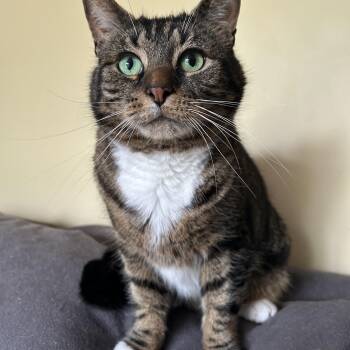 Domestic Short Hair Cats Available for Adoption in Warrington, Pennsylvania - Irene | PetCurious