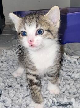 Rescue Domestic Short Hair Cats for Adoption in Port Washington, Wisconsin - Sapphire | PetCurious