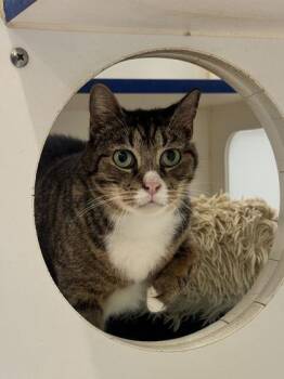 Little Bit -  Domestic Short Hair Cat for Adoption in Vero Beach, Florida - Little Bit | PetCurious