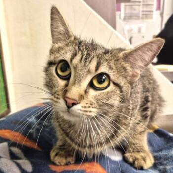 Crystal -  Domestic Short Hair Cat for Adoption in Houston, Texas - Crystal | PetCurious