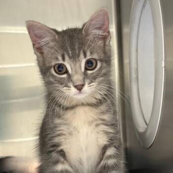 Domestic Short Hair Cats Available for Adoption in Milton, Florida - Valor | PetCurious
