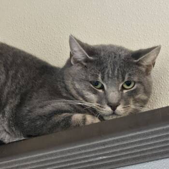Rescue Domestic Short Hair Cats for Adoption in Tawas City, Michigan - John | PetCurious