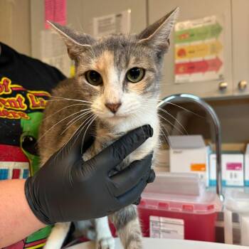 Lei -  Domestic Short Hair Cat for Adoption in Huntington, West Virginia - Lei | PetCurious