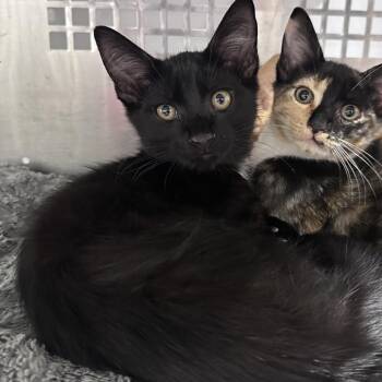 Sailor -  Domestic Short Hair Cat for Adoption in Mount Vernon, Indiana - Sailor | PetCurious