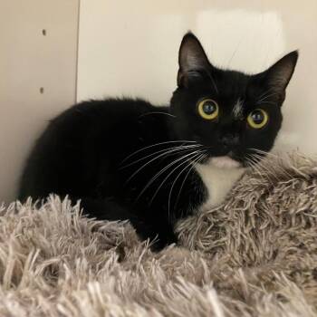 Raksha -  Domestic Short Hair Cat for Adoption in Fall River, Massachusetts - Raksha | PetCurious
