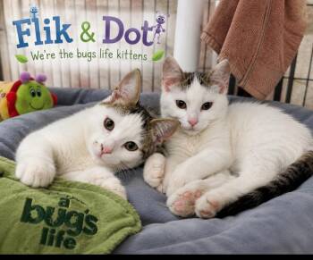 Flik -  Domestic Short Hair Cat for Adoption in Mishawaka, Indiana - Flik | PetCurious