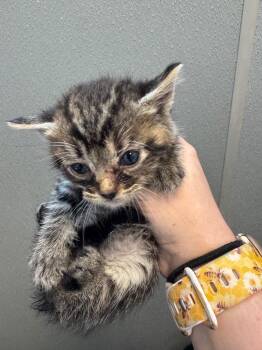 Oak -  Domestic Short Hair Cat for Adoption in Bloomington, Indiana - Oak | PetCurious