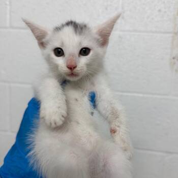 Jane -  Domestic Short Hair Cat for Adoption in Edinburg, Texas - Jane | PetCurious