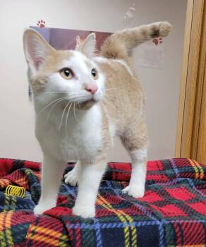 Ulmer -  Domestic Short Hair Cat for Adoption in Portage, Wisconsin - Ulmer | PetCurious