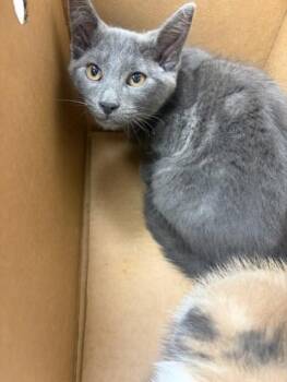 Domestic Short Hair Cats Available for Adoption in Westland, Michigan - Pompompurin | PetCurious