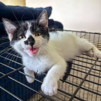 Trudy -  Domestic Short Hair Cat for Adoption in Des Moines, Iowa - Trudy | PetCurious
