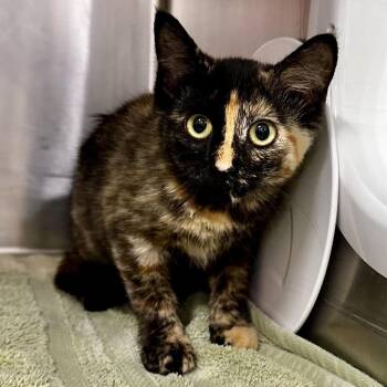 Savannah -  Domestic Short Hair Cat for Adoption in Warrensburg, Missouri - Savannah | PetCurious