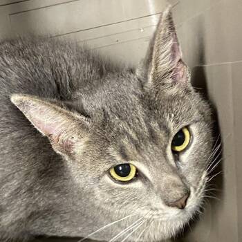 Sosa -  Domestic Short Hair Cat for Adoption in Allentown, Pennsylvania - Sosa | PetCurious