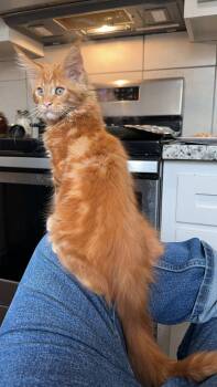 Maine Coon Cats Available for Adoption in Ardsley, New York - Jaguar & Tigger  | PetCurious