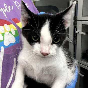 Boomslang -  Domestic Short Hair Cat for Adoption in Evansville, Indiana - Boomslang | PetCurious