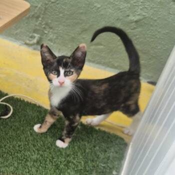 Rainbow -  Domestic Short Hair Cat for Adoption in Las Cruces, New Mexico - Rainbow | PetCurious