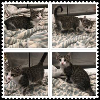 EDMOND -  Domestic Short Hair Cat for Adoption in Buckhannon, West Virginia - EDMOND | PetCurious