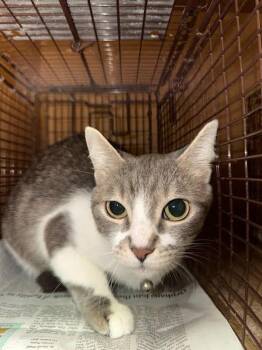 Domestic Short Hair Cats Available for Adoption - Paprika Pepper Bey | PetCurious