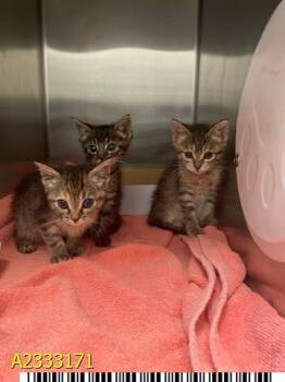 BABY -  Domestic Short Hair Cat for Adoption in West Palm Beach, Florida - BABY | PetCurious