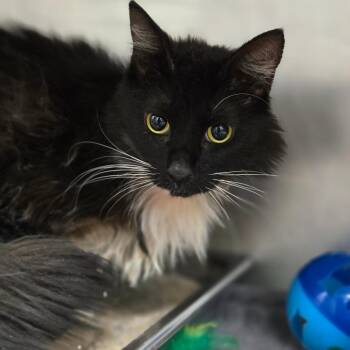 Domestic Long Hair Cats Available for Adoption - Mochi | PetCurious