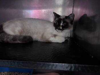 Domestic Short Hair Cats Available for Adoption in Burgaw, North Carolina - SNOWBALL | PetCurious