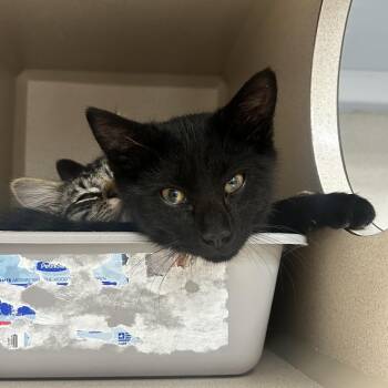 Linguine -  Domestic Short Hair Cat for Adoption in Durango, Colorado - Linguine | PetCurious