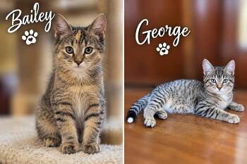 George and Bailey (SC) -  Domestic Short Hair Cat for Adoption in Clinton, Illinois - George And Bailey (SC) | PetCurious