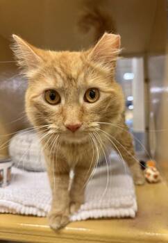 Domestic Long Hair Cats Available for Adoption in Chicago, Illinois - Miller | PetCurious