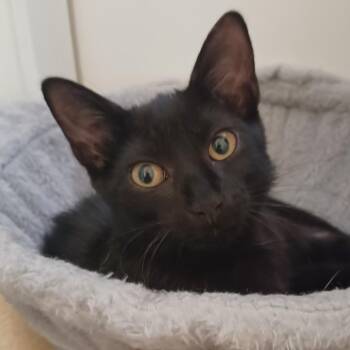June -  Domestic Short Hair Cat for Adoption in Jupiter, Florida - June | PetCurious