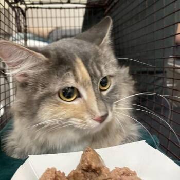 Mitza -  Domestic Medium Hair Cat for Adoption in Chicago, Illinois - Mitza | PetCurious