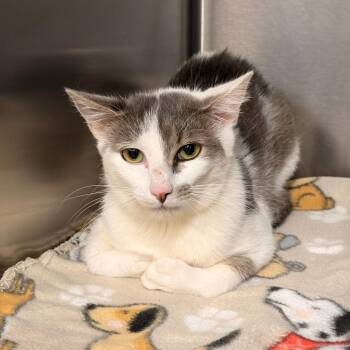 Montgomery -  Domestic Short Hair Cat for Adoption in Franklin, North Carolina - Montgomery | PetCurious