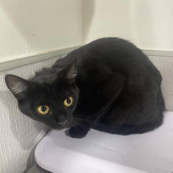 Domestic Short Hair Cats Available for Adoption in Tampa, Florida - Tara | PetCurious