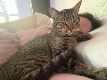 Domestic Short Hair Cats Available for Adoption in Libertyville, Illinois - Yoshi | PetCurious