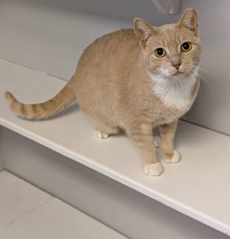 Coral -  Domestic Short Hair Cat for Adoption in Brockport, New York - Coral | PetCurious