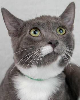 Rescue Domestic Short Hair Cats for Adoption in Kennesaw, Georgia - Falafel | PetCurious