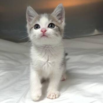 Lou -  Domestic Short Hair Cat for Adoption in Michigan City, Indiana - Lou | PetCurious