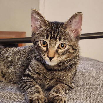 Rescue Domestic Short Hair Cats for Adoption in Los Angeles, California - Boomer | PetCurious