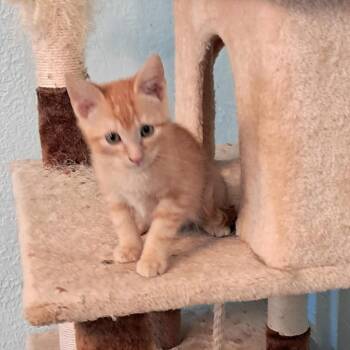 Rescue Domestic Short Hair Cats for Adoption in Hackett, Arkansas - Pickles | PetCurious