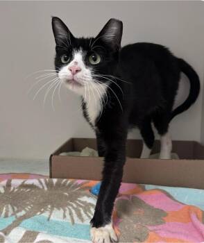 Maisie -  Domestic Short Hair Cat for Adoption in Manchester, Maryland - Maisie | PetCurious