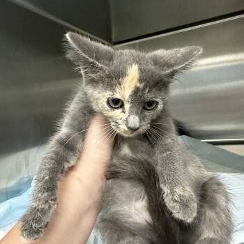 Jenine -  Domestic Short Hair Cat for Adoption in Corbin, Kentucky - Jenine | PetCurious